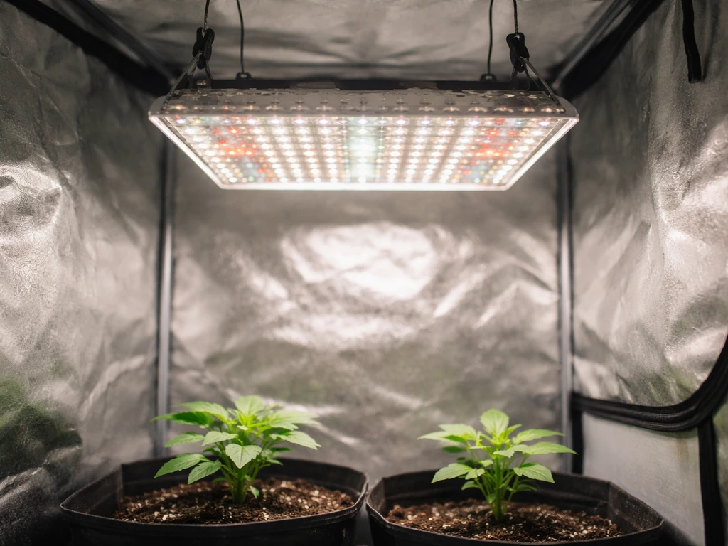 Mars Hydro TS 1000W LED Grow Light Review for Indoor Growers